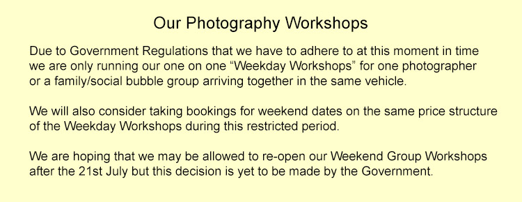 Harvest Mouse Photo Workshops Dates